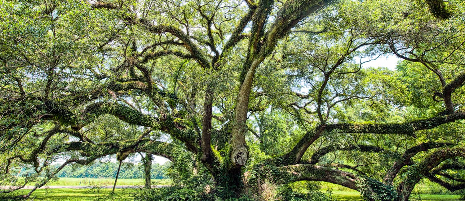 large live oak tree